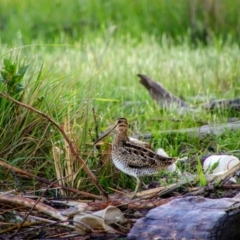 Gallinago hardwickii at Fyshwick, ACT - 24 Oct 2021 06:56 AM