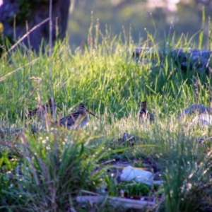 Gallinago hardwickii at Fyshwick, ACT - 24 Oct 2021 06:56 AM