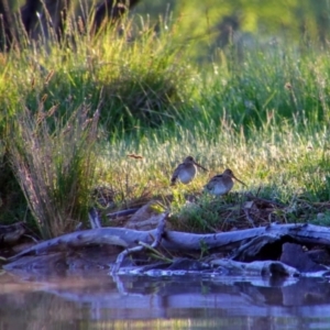 Gallinago hardwickii at Fyshwick, ACT - 24 Oct 2021 06:56 AM