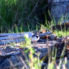 Charadrius melanops (Black-fronted Dotterel) at Barton, ACT - 23 Oct 2021 by MB