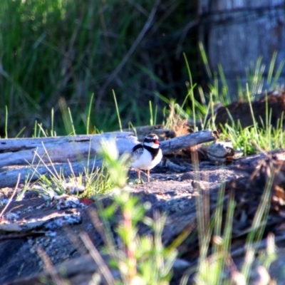 Charadrius melanops (Black-fronted Dotterel) at Barton, ACT - 23 Oct 2021 by MB