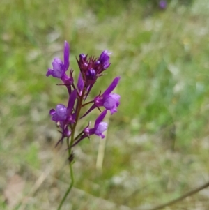 Linaria pelisseriana at Jerrabomberra, ACT - 24 Oct 2021