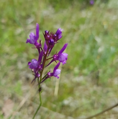 Linaria pelisseriana (Pelisser's Toadflax) at Jerrabomberra, ACT - 24 Oct 2021 by byomonkey