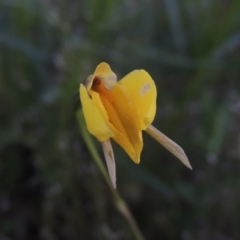 Diuris subalpina (Small Snake Orchid) at Conder, ACT - 20 Oct 2021 by MichaelBedingfield