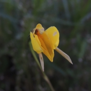 Diuris subalpina at Conder, ACT - 20 Oct 2021