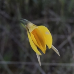 Diuris subalpina at Conder, ACT - 20 Oct 2021