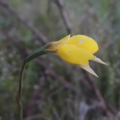 Diuris subalpina at Conder, ACT - 20 Oct 2021