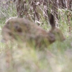 Lepus capensis (Brown Hare) at Hawker, ACT - 22 Oct 2021 by AlisonMilton