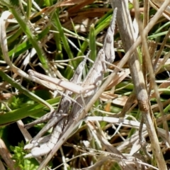 Keyacris scurra (Key's Matchstick Grasshopper) at Mount Clear, ACT - 24 Oct 2021 by MichaelMulvaney