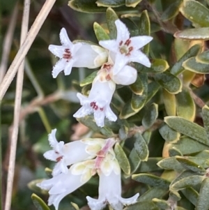 Acrothamnus hookeri at Paddys River, ACT - 22 Oct 2021 02:29 PM