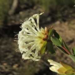 Pimelea linifolia subsp. linifolia (Queen of the Bush, Slender Rice-flower) at Theodore, ACT - 22 Sep 2021 by michaelb