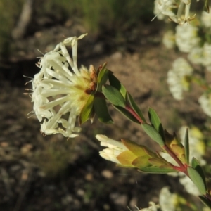 Pimelea linifolia subsp. linifolia at Theodore, ACT - 22 Sep 2021