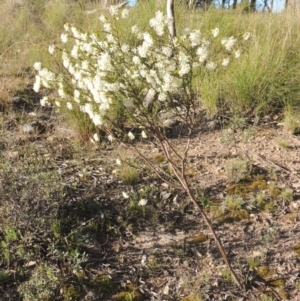 Pimelea linifolia subsp. linifolia at Theodore, ACT - 22 Sep 2021