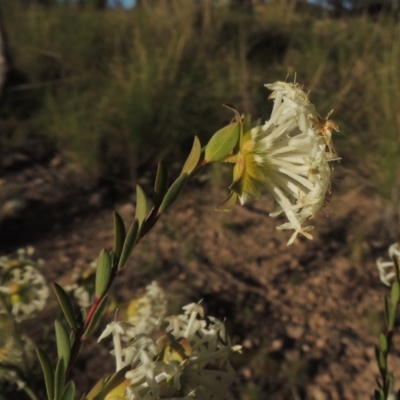 Pimelea linifolia subsp. linifolia (Queen of the Bush, Slender Rice-flower) at Tuggeranong Hill - 22 Sep 2021 by michaelb