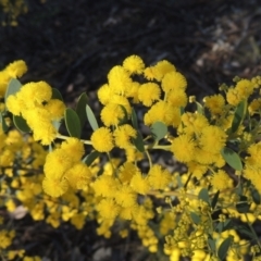 Acacia buxifolia subsp. buxifolia (Box-leaf Wattle) at Tuggeranong Hill - 22 Sep 2021 by michaelb