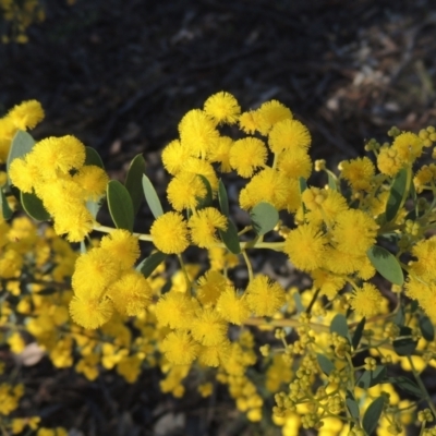 Acacia buxifolia subsp. buxifolia (Box-leaf Wattle) at Theodore, ACT - 22 Sep 2021 by michaelb