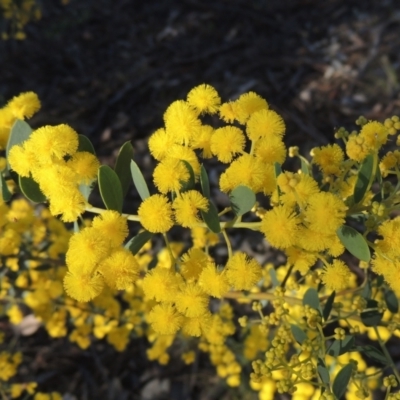 Acacia buxifolia subsp. buxifolia (Box-leaf Wattle) at Tuggeranong Hill - 22 Sep 2021 by michaelb