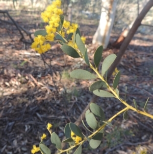 Acacia buxifolia subsp. buxifolia at Theodore, ACT - 22 Sep 2021 04:36 PM