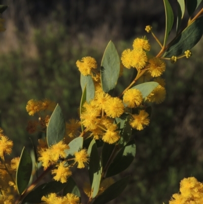 Acacia buxifolia subsp. buxifolia (Box-leaf Wattle) at Tuggeranong Hill - 22 Sep 2021 by michaelb