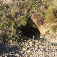 Oryctolagus cuniculus at Theodore, ACT - 22 Sep 2021