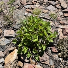 Pelargonium (genus) (A Stork’s Bill) at Booth, ACT - 24 Oct 2021 by nathkay