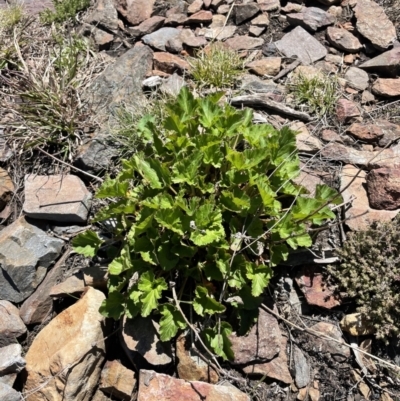 Pelargonium (genus) (A Stork’s Bill) at Booth, ACT - 24 Oct 2021 by nathkay
