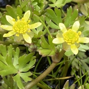 Ranunculus amphitrichus at Paddys River, ACT - 22 Oct 2021