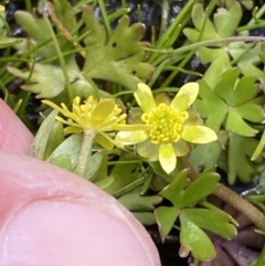 Ranunculus amphitrichus at Paddys River, ACT - 22 Oct 2021