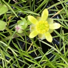 Ranunculus amphitrichus at Paddys River, ACT - 22 Oct 2021