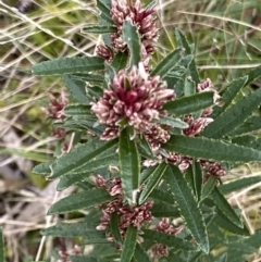 Olearia erubescens at Cotter River, ACT - 22 Oct 2021