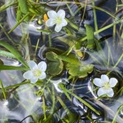 Montia australasica at Paddys River, ACT - 22 Oct 2021