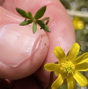 Ranunculus amphitrichus at Paddys River, ACT - 22 Oct 2021