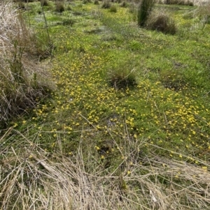 Ranunculus amphitrichus at Paddys River, ACT - 22 Oct 2021