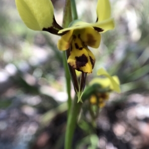 Diuris sulphurea at Dunlop, ACT - 25 Oct 2021