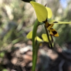 Diuris sulphurea at Dunlop, ACT - 25 Oct 2021