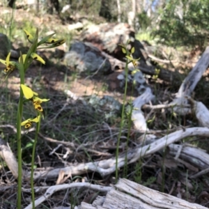 Diuris sulphurea at Dunlop, ACT - 25 Oct 2021