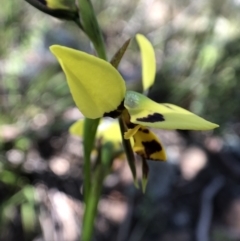 Diuris sulphurea at Dunlop, ACT - 25 Oct 2021