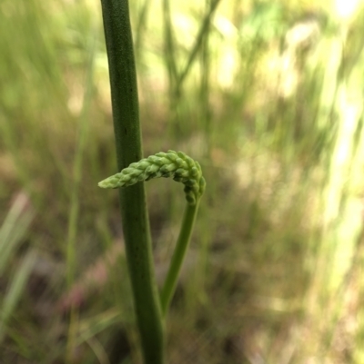 Microtis sp. (Onion Orchid) at Ginninderra Falls - 25 Oct 2021 by JasonC