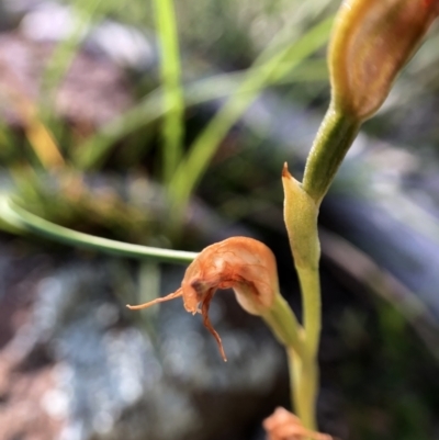 Oligochaetochilus sp. (A Rustyhood Orchid) at Wallaroo, NSW - 25 Oct 2021 by JasonC