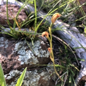 Oligochaetochilus sp. at Wallaroo, NSW - 25 Oct 2021