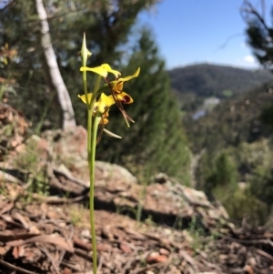 Diuris sulphurea at Wallaroo, NSW - suppressed