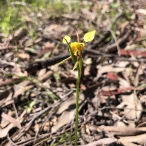 Diuris sulphurea at Wallaroo, NSW - suppressed