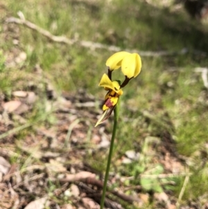 Diuris sulphurea at Wallaroo, NSW - suppressed