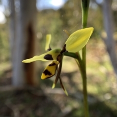 Diuris sulphurea at Wallaroo, NSW - suppressed