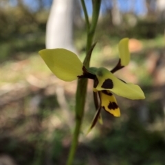 Diuris sulphurea at Wallaroo, NSW - suppressed