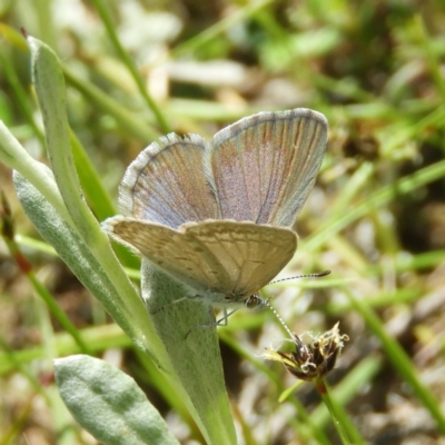 Zizina otis (Common Grass-Blue) at Kambah, ACT - 24 Oct 2021 by MatthewFrawley