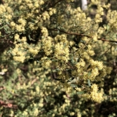 Pomaderris angustifolia (Pomaderris) at Wallaroo, NSW - 24 Oct 2021 by JasonC