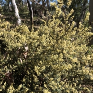 Pomaderris angustifolia at Wallaroo, NSW - 25 Oct 2021 09:31 AM