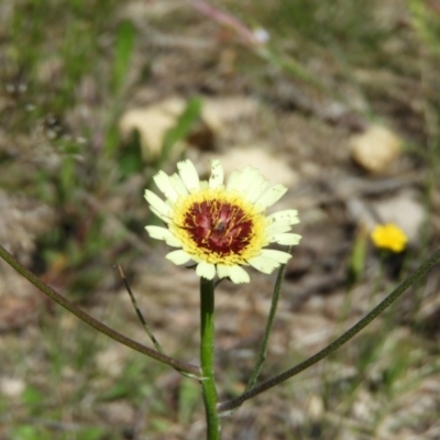 Tolpis barbata (Yellow Hawkweed) at Kambah, ACT - 24 Oct 2021 by MatthewFrawley