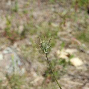 Tolpis barbata at Kambah, ACT - 24 Oct 2021